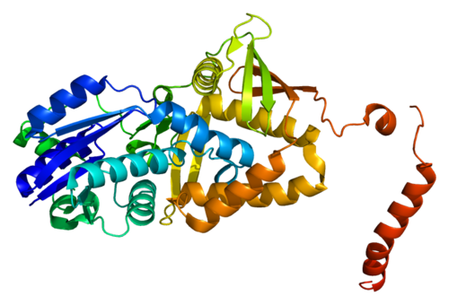 Argininosuccinate synthase